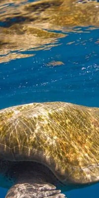 Schnorcheln mit Meeresschildkröten in Mirissa